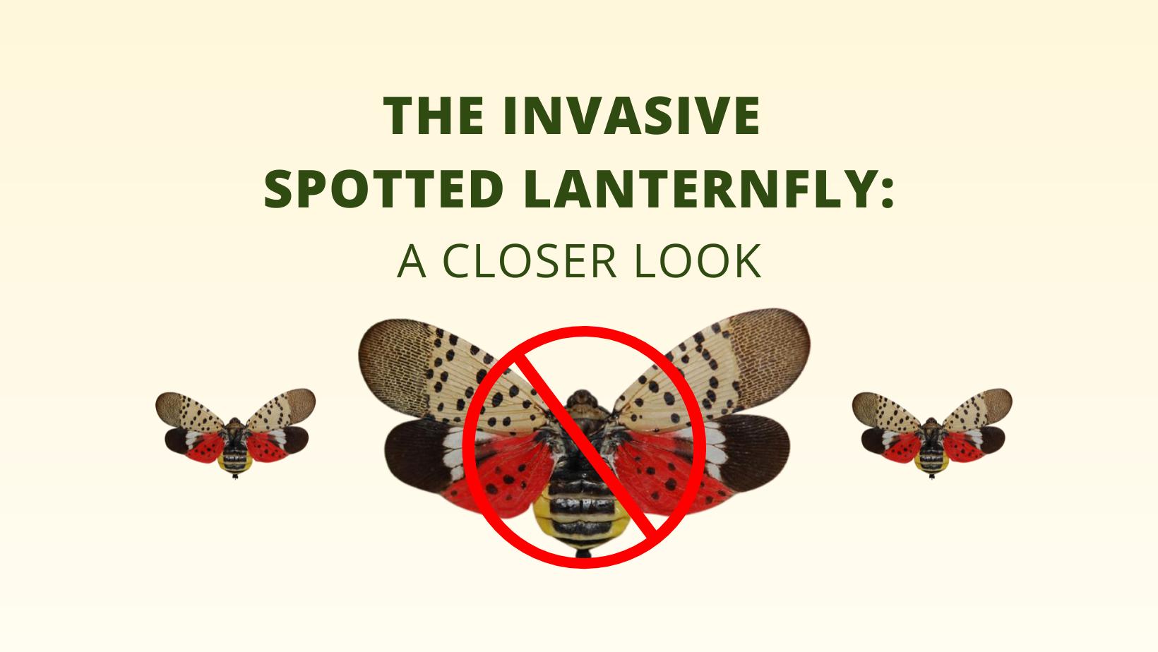 ELANCO Library. The Invasive Spotted Lanternfly: A Closer Look