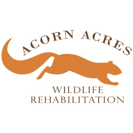 Acorn Acres logo with brown silhouette of a squirrel.