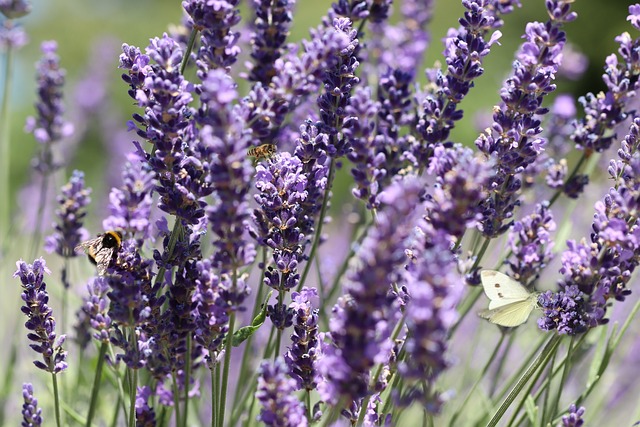 bees and butterflies on lavender
