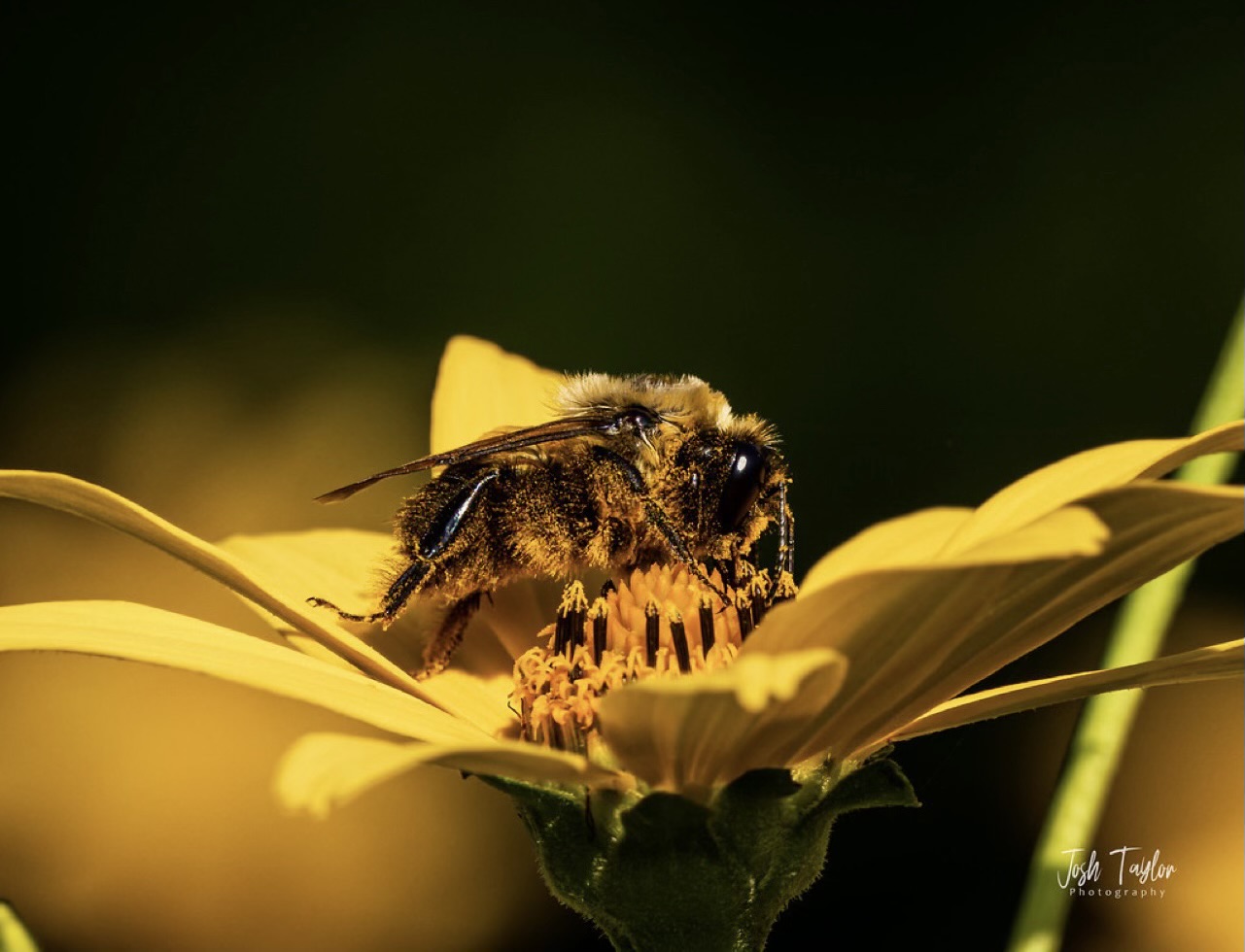 Honey bee covered in pollen on a yellow flower.