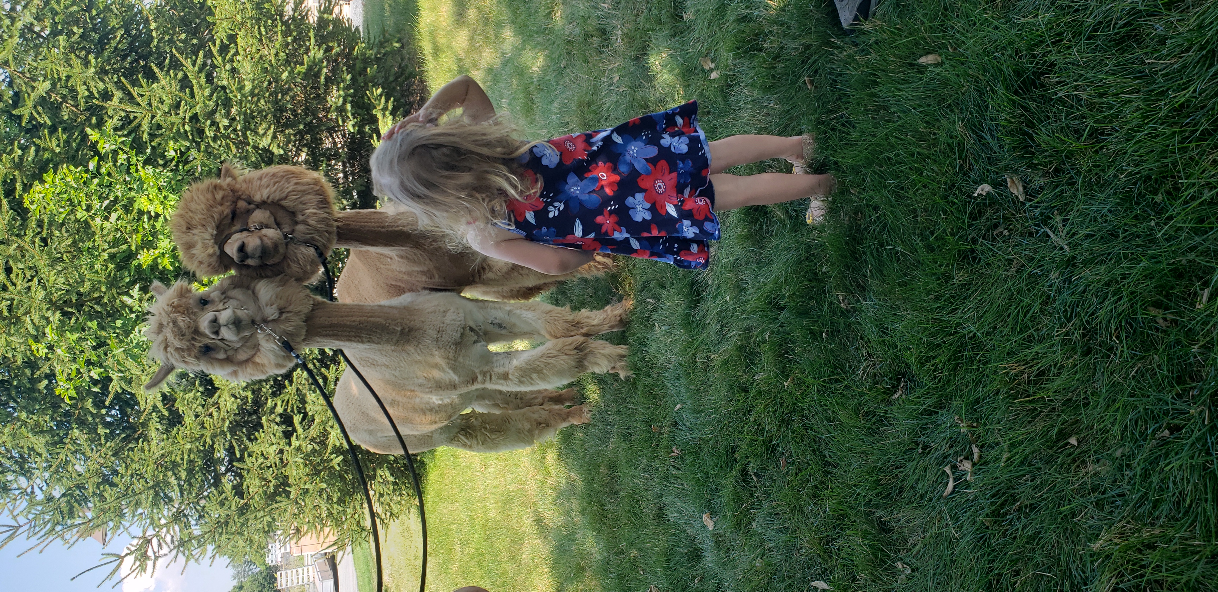 Little girl with blonde hair looking at 2 alpacas