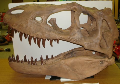 T-rex head fossil. 