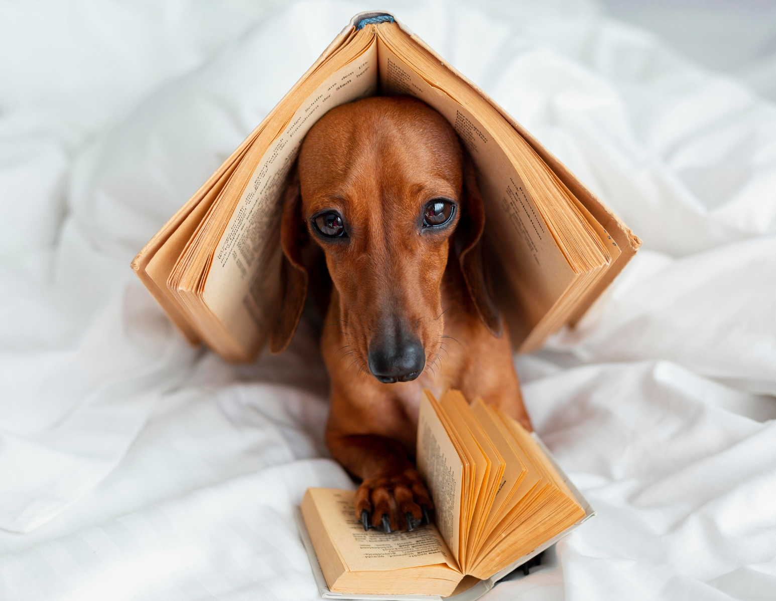 Dog with book on head.