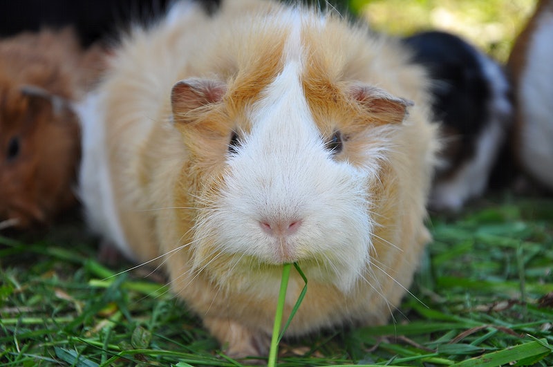Photo of a guinea pig 