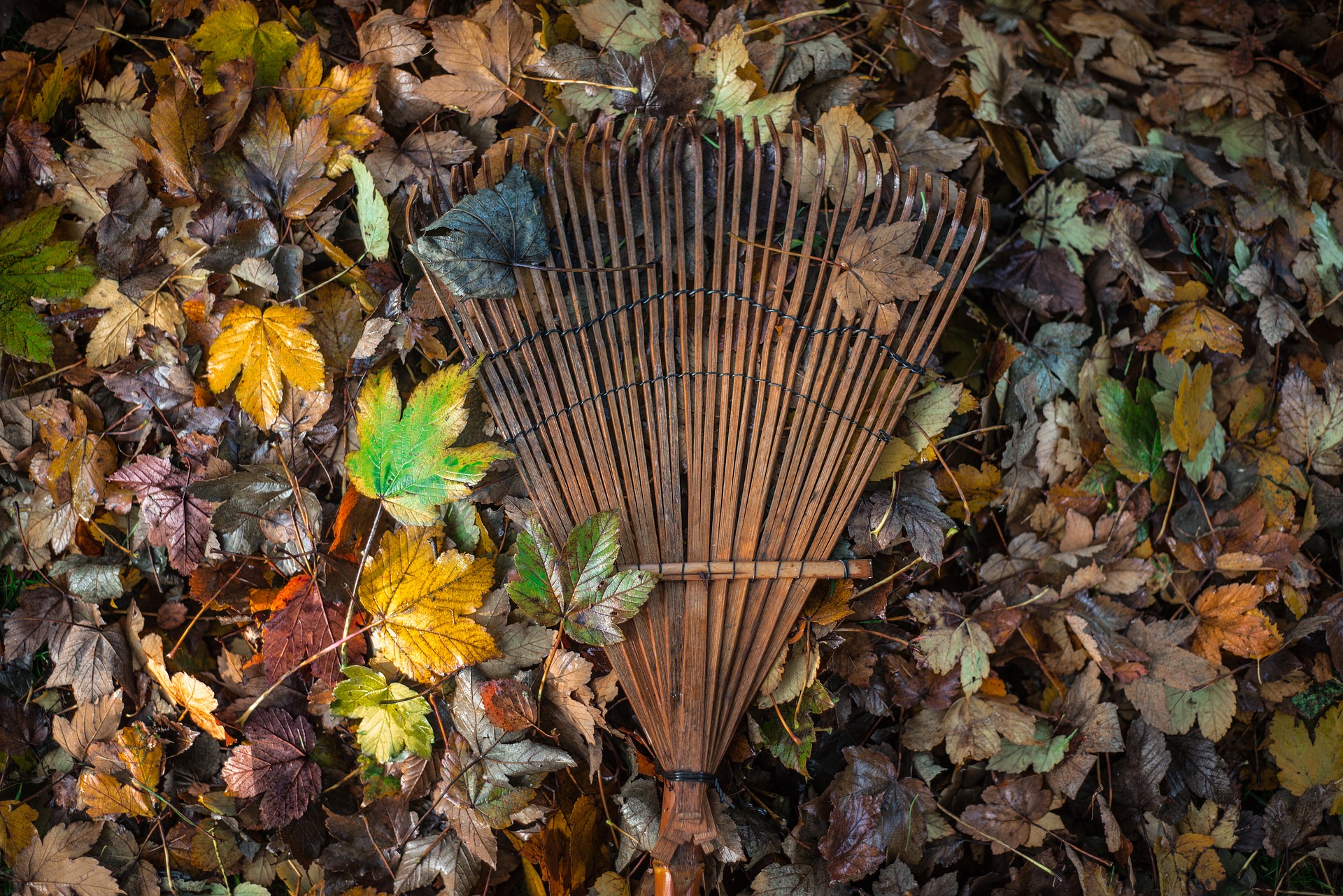 fall leaves with rake