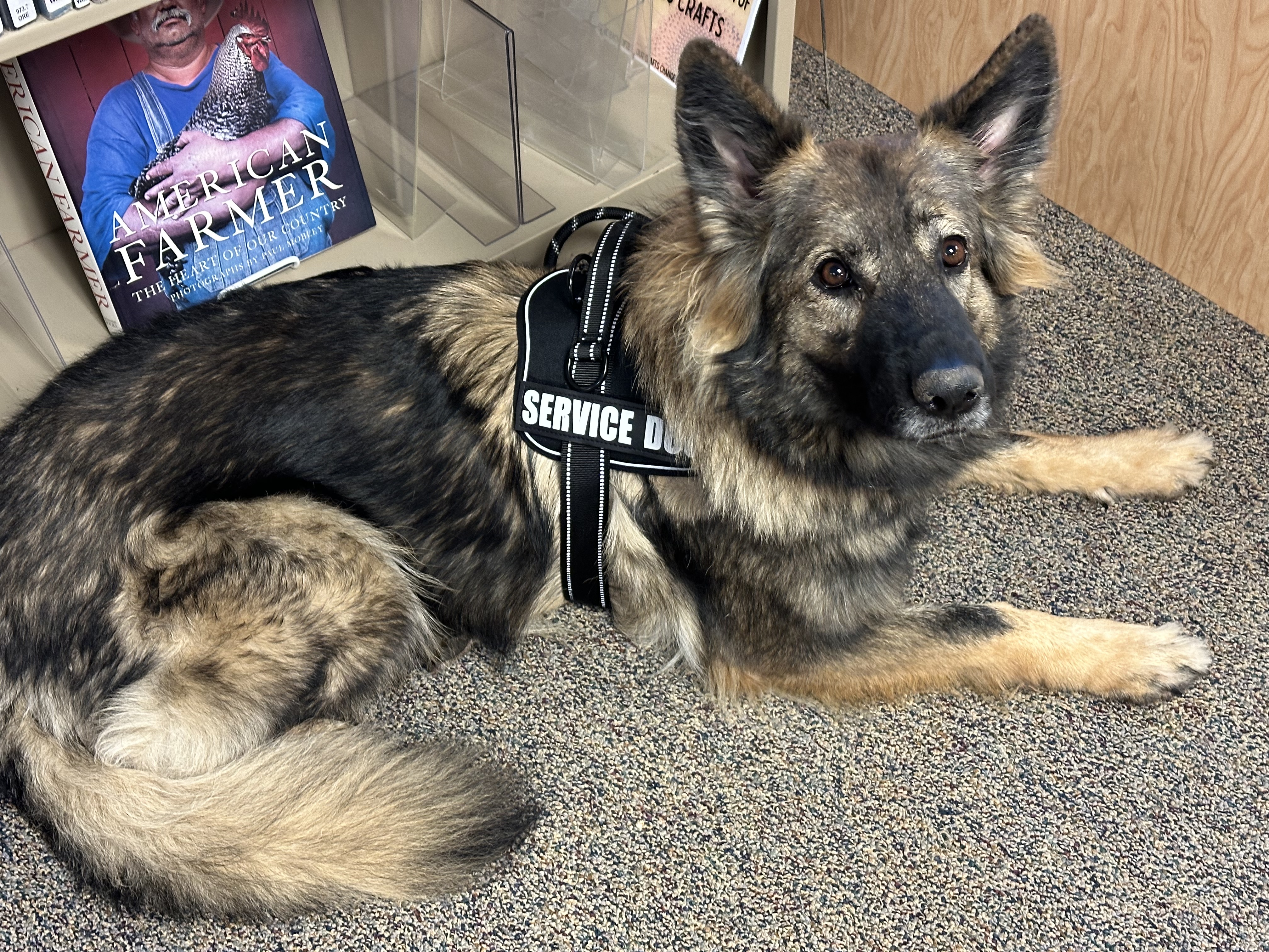 Honor, reading therapy dog 