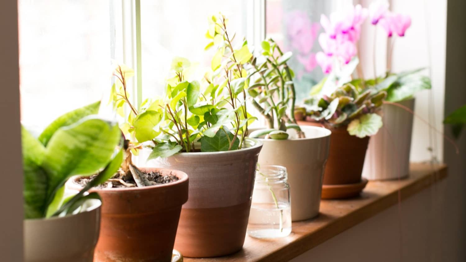 Potted plants on windowsill.