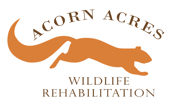 acorn acres logo features orange squirrel with orange lettering and white background