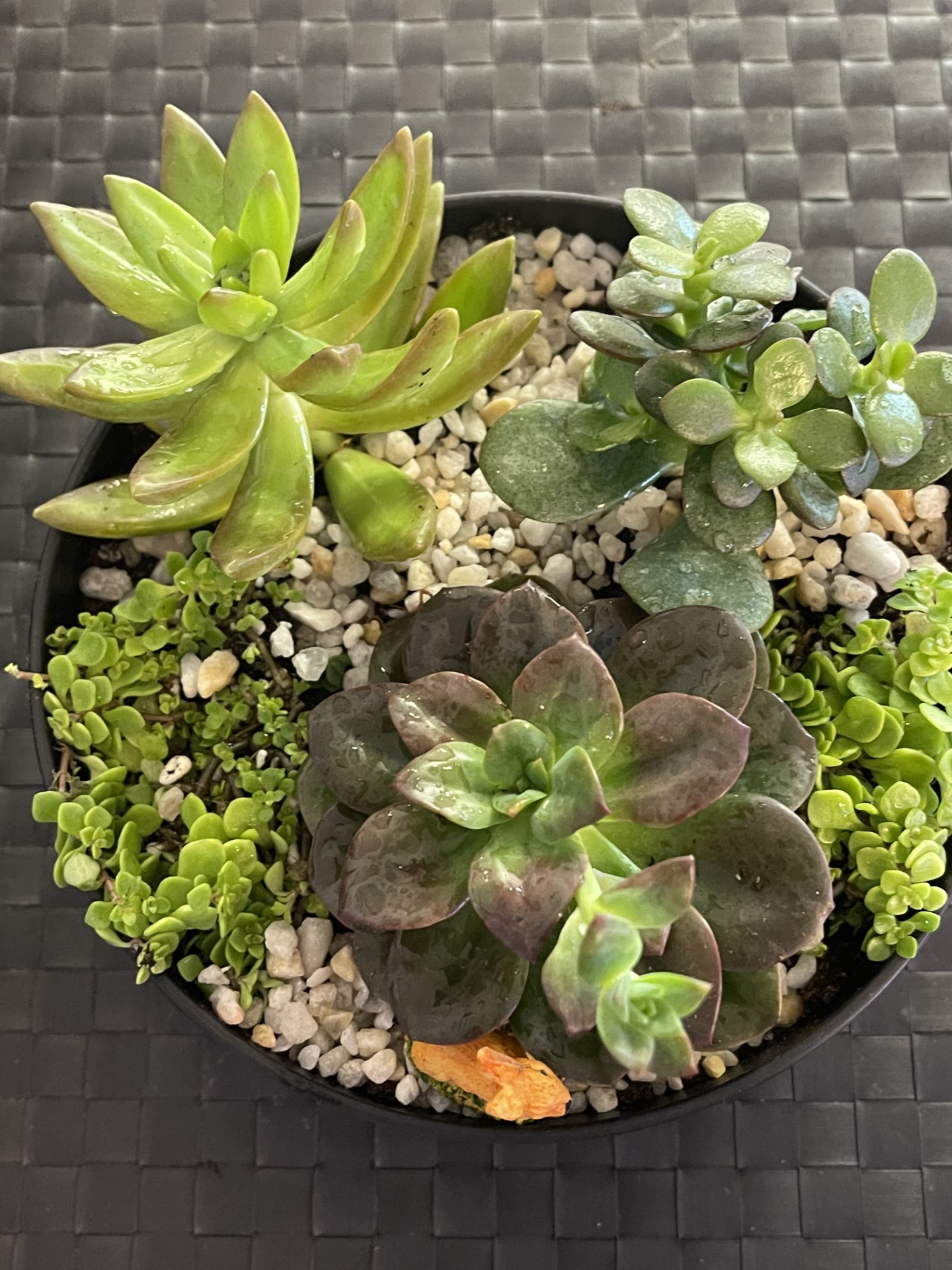 Photo of Succulent arrangement. 