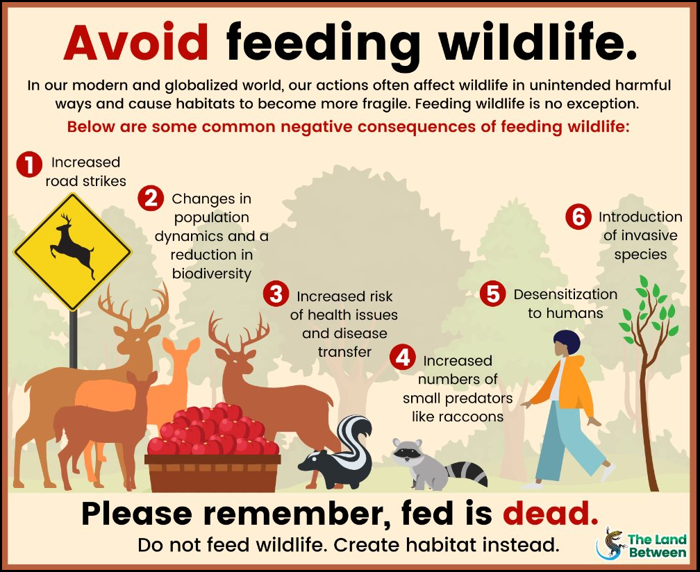 info graphic on why people shouldn't feed wildlife