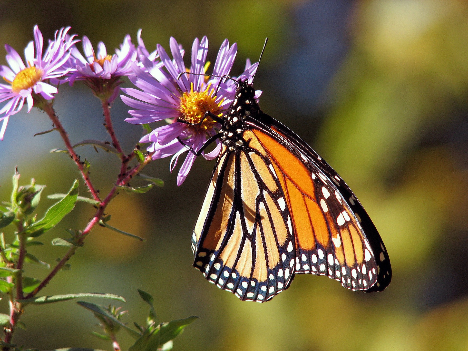 Monarch butterfly on flower