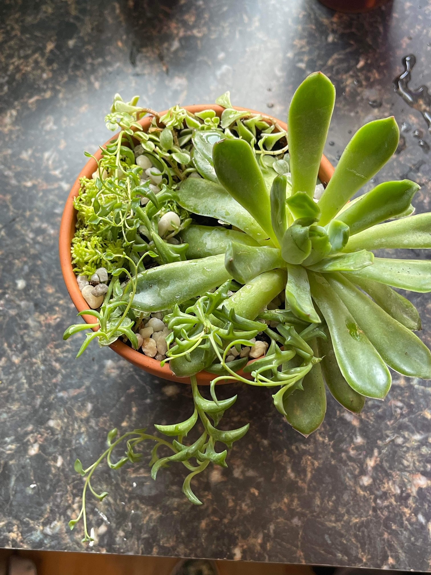 succulent arrangement