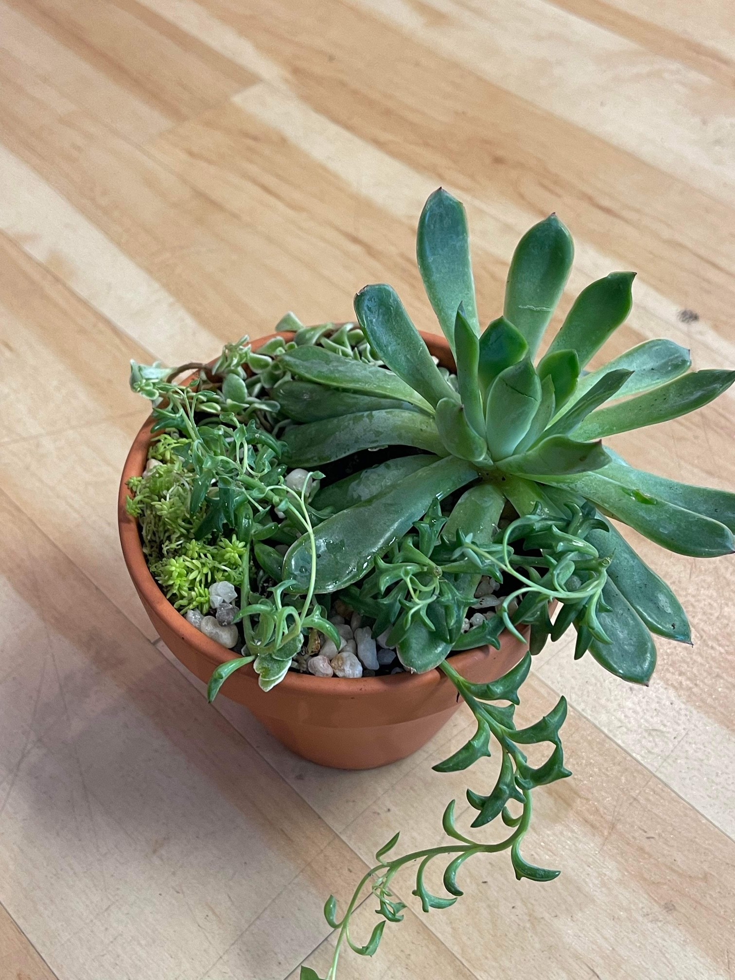 succulent plant