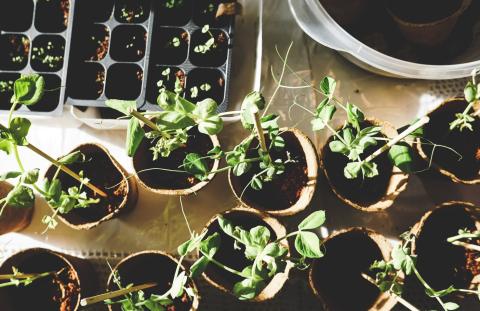 Various seedlings ready for planting.