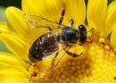 closeup of a bee on a yellow flower