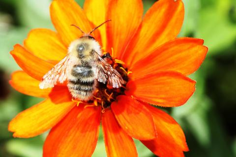 bee on orange flower