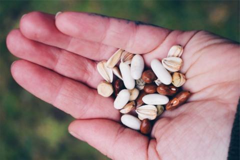 Hand holding a variety of seeds.
