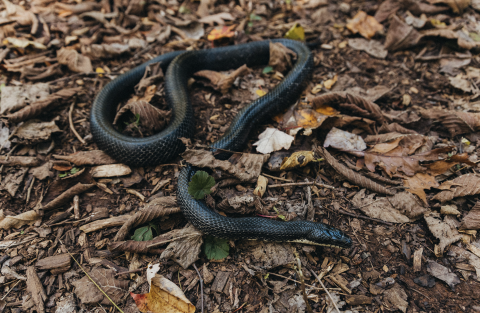 snake in leaves