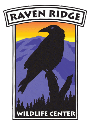 Raven Ridge Wildlife Center logo with silhouette of a raven