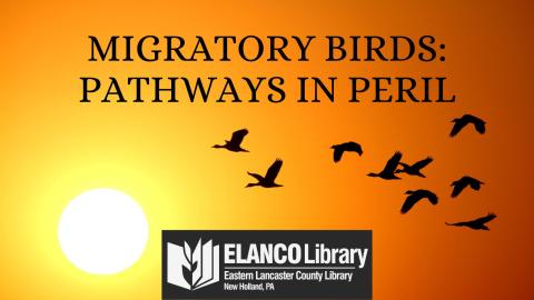 Migratory Birds: Pathways in Peril