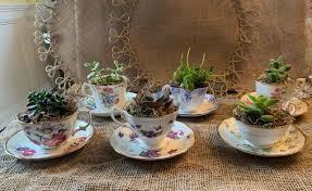 Teacup Succulent Garden