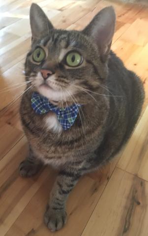 Cute cat in a bow tie.