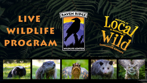 Raven Ridge Wildlife Center