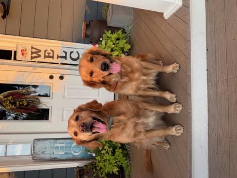 Two dogs on doorstep