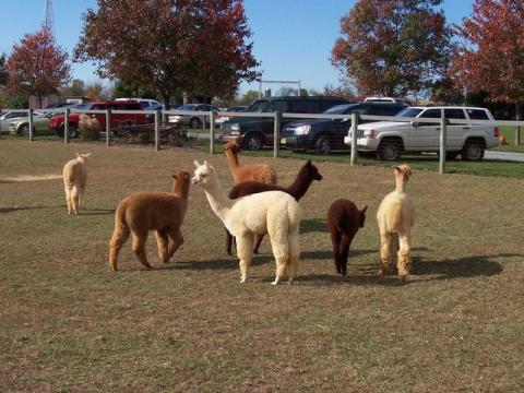 Photo of Alpacas from Eastland Alpacas website