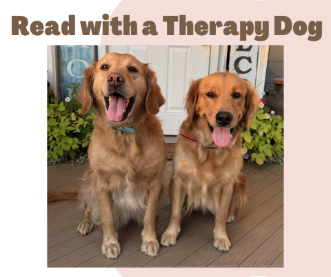 Two Golden Retrievers