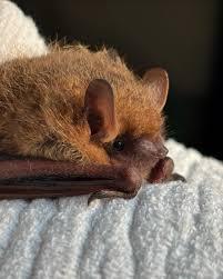 picture of the tricolored bat (Perimyotis subflavus)