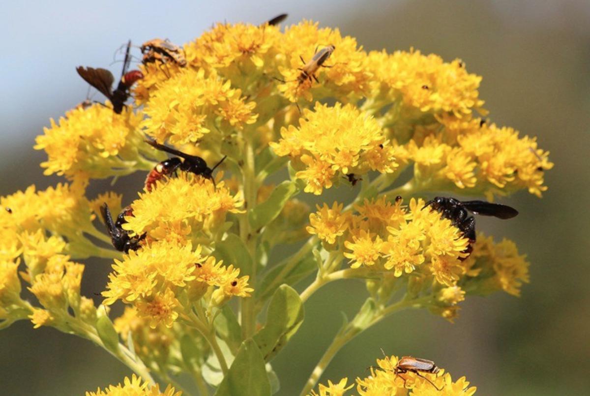 Pollinator Program