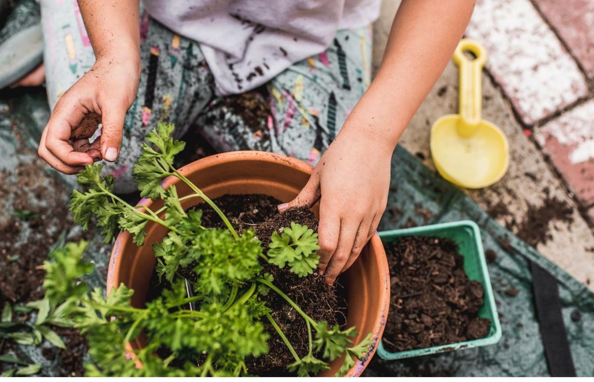 Overhead view of potting a plant.