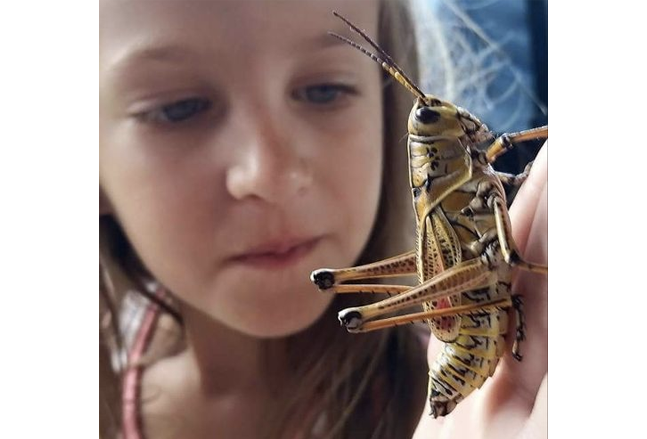 child with a large grasshopper or locust