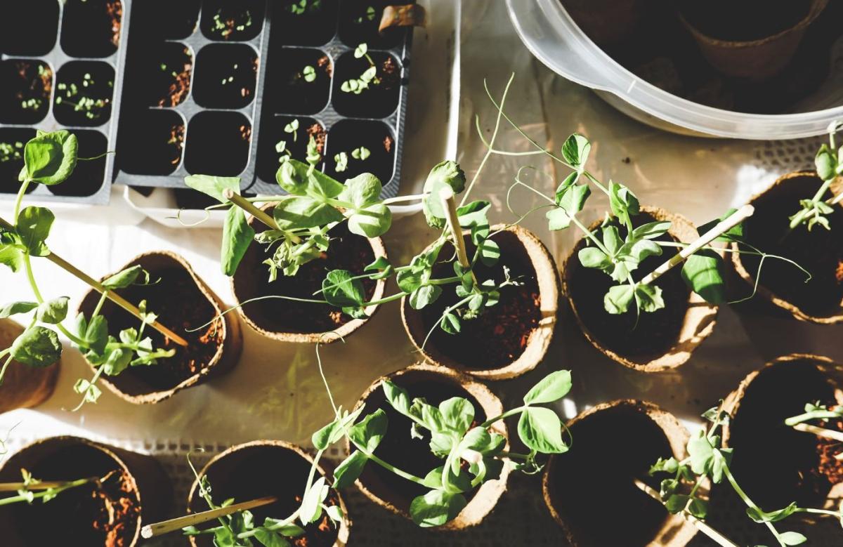 Potted herbs.