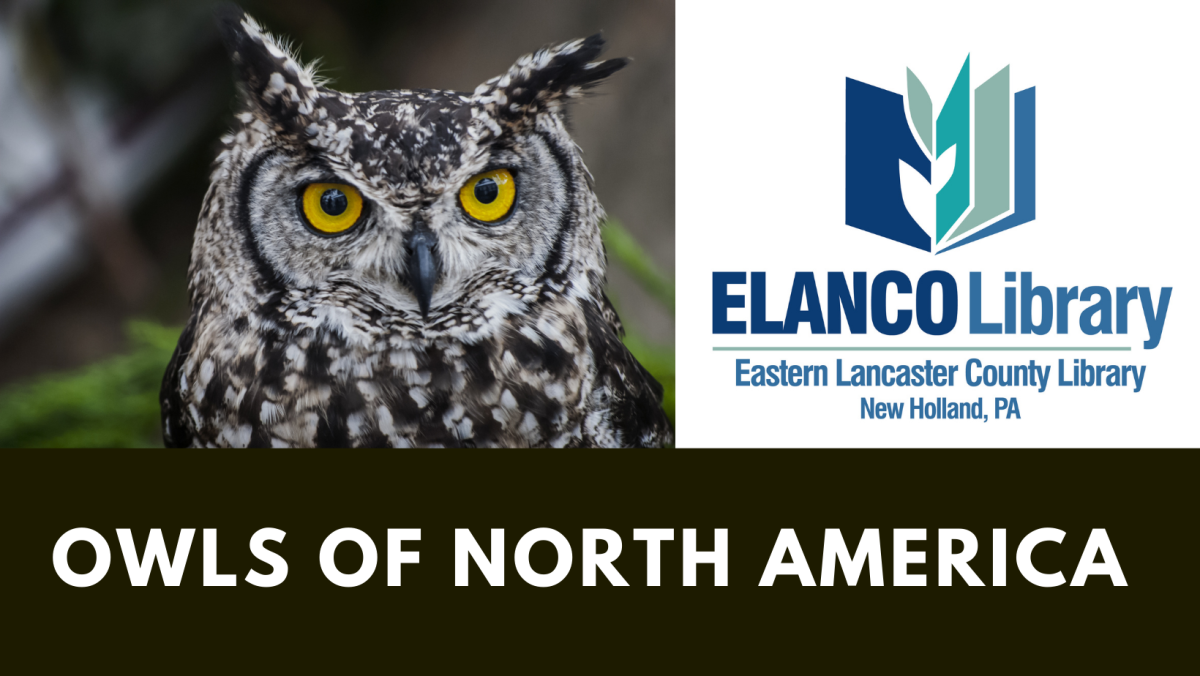 Owls of North America