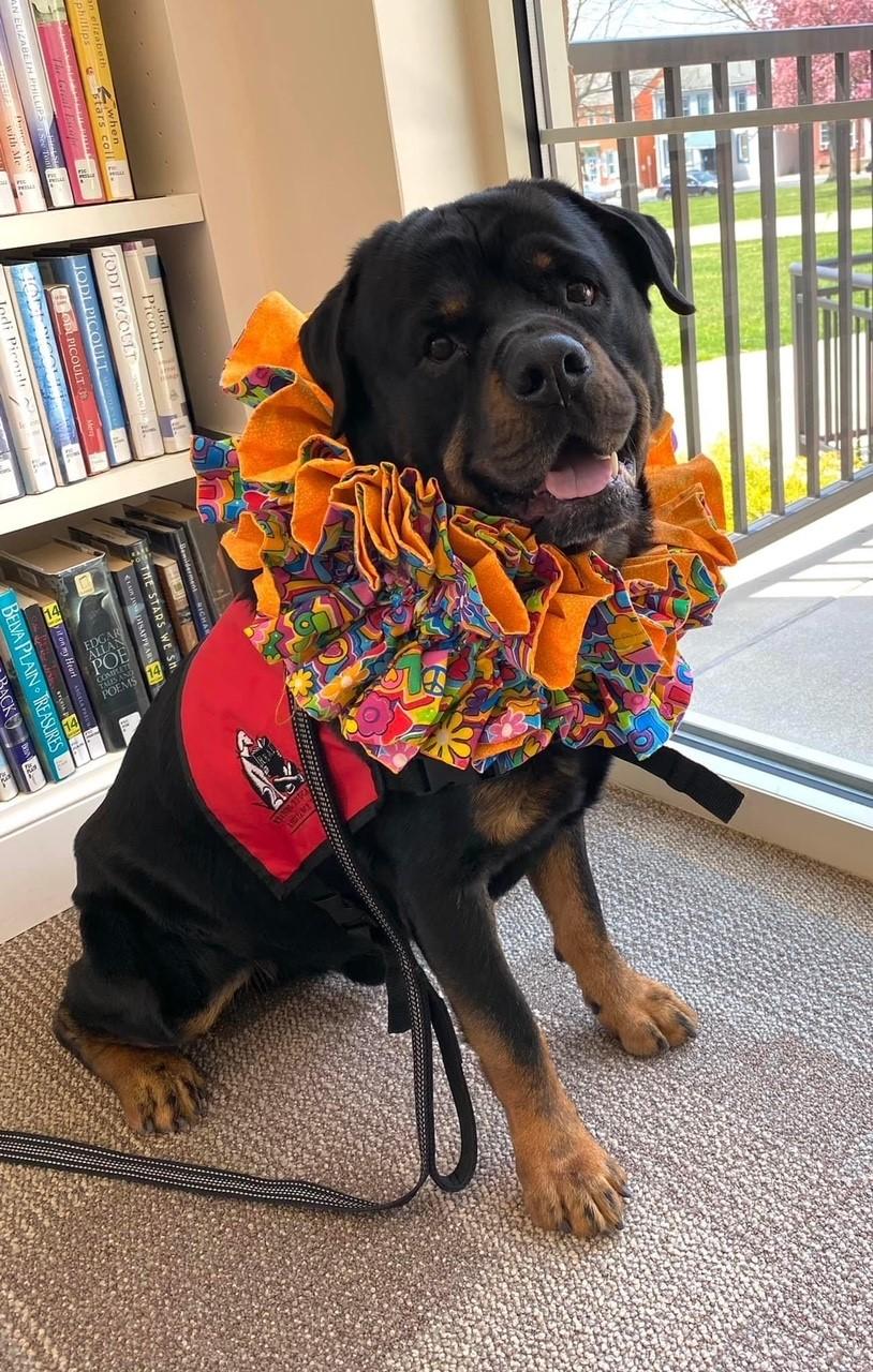 Reading Therapy Dog Jager, Black Rottweiler Dog wearing orange neck ruff and red vest