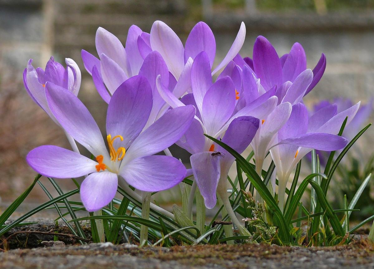 purple crocuses