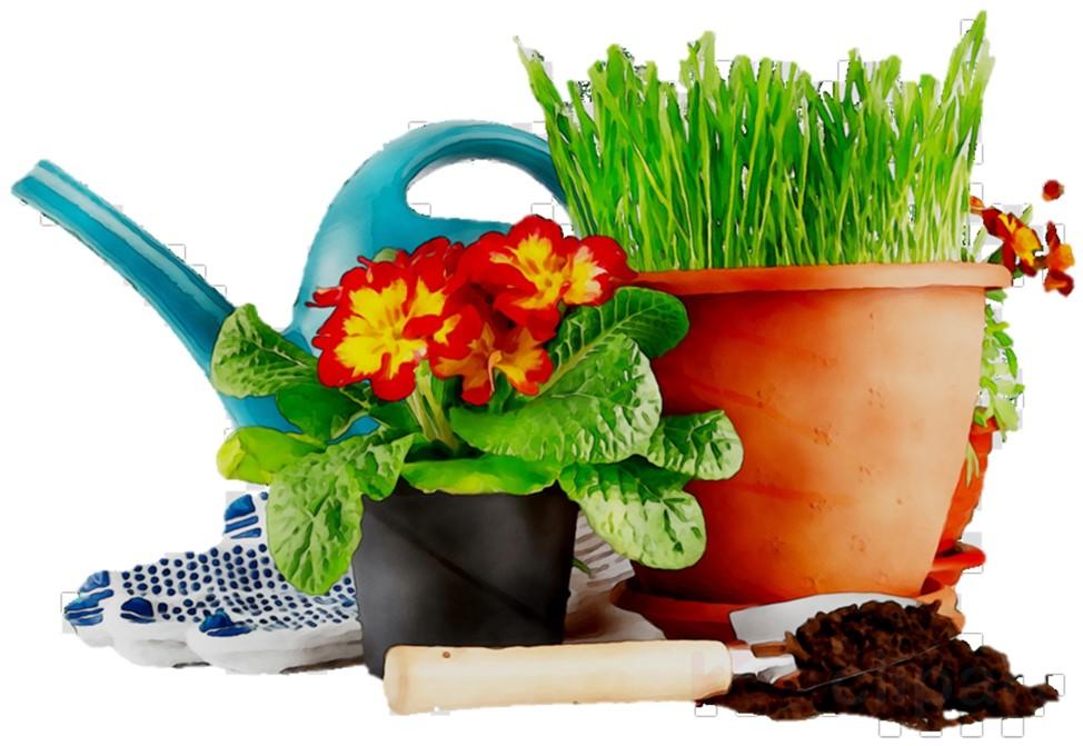 Photo of plants and watering can