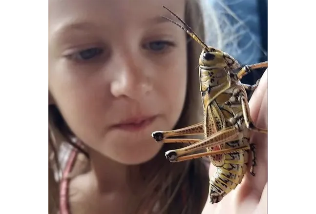 girl holding a large grasshopper