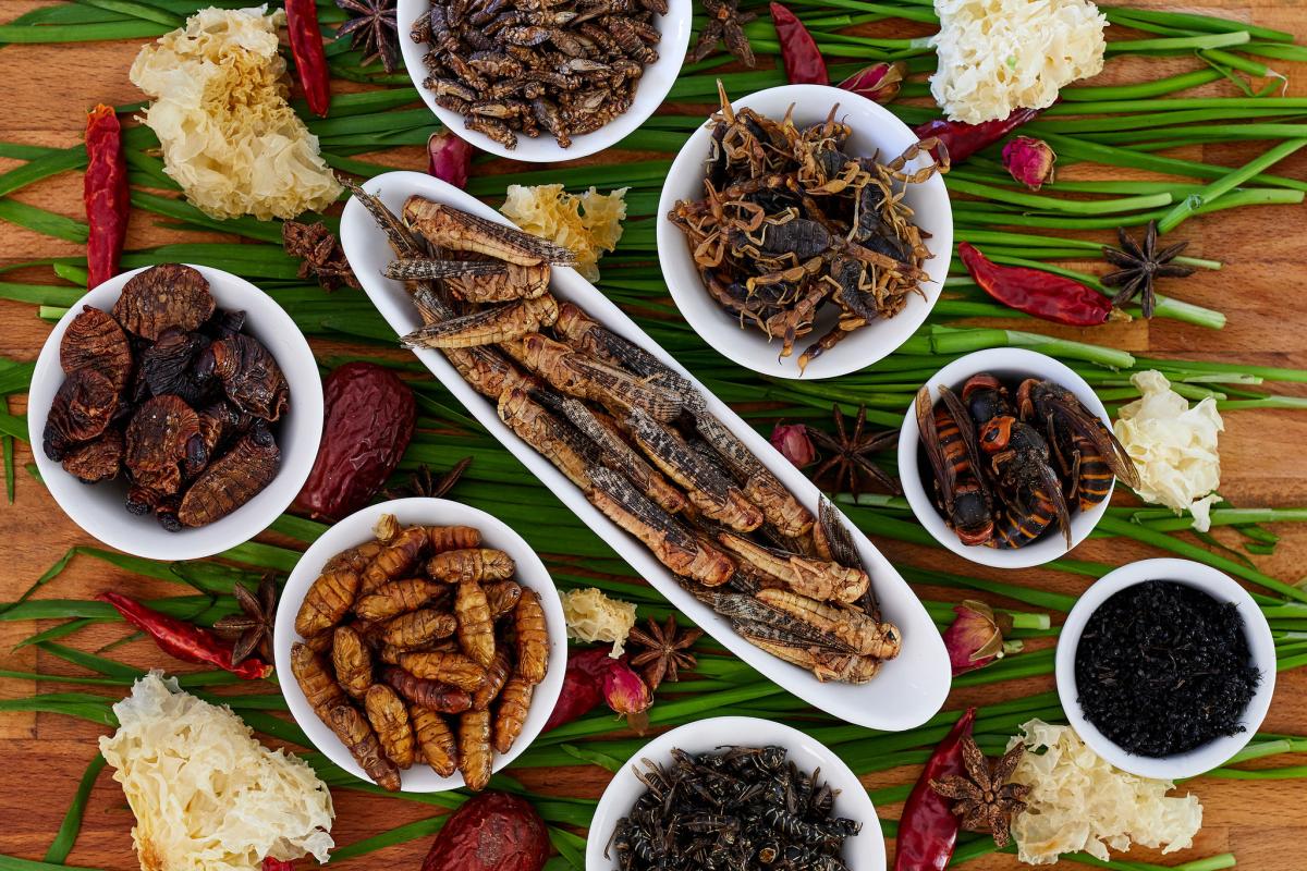 Various insect dishes.