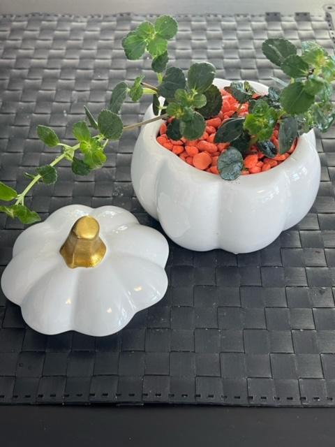 Photo of a white pumpkin planter with white lid and gold stem. Green plant and orange rocks. 