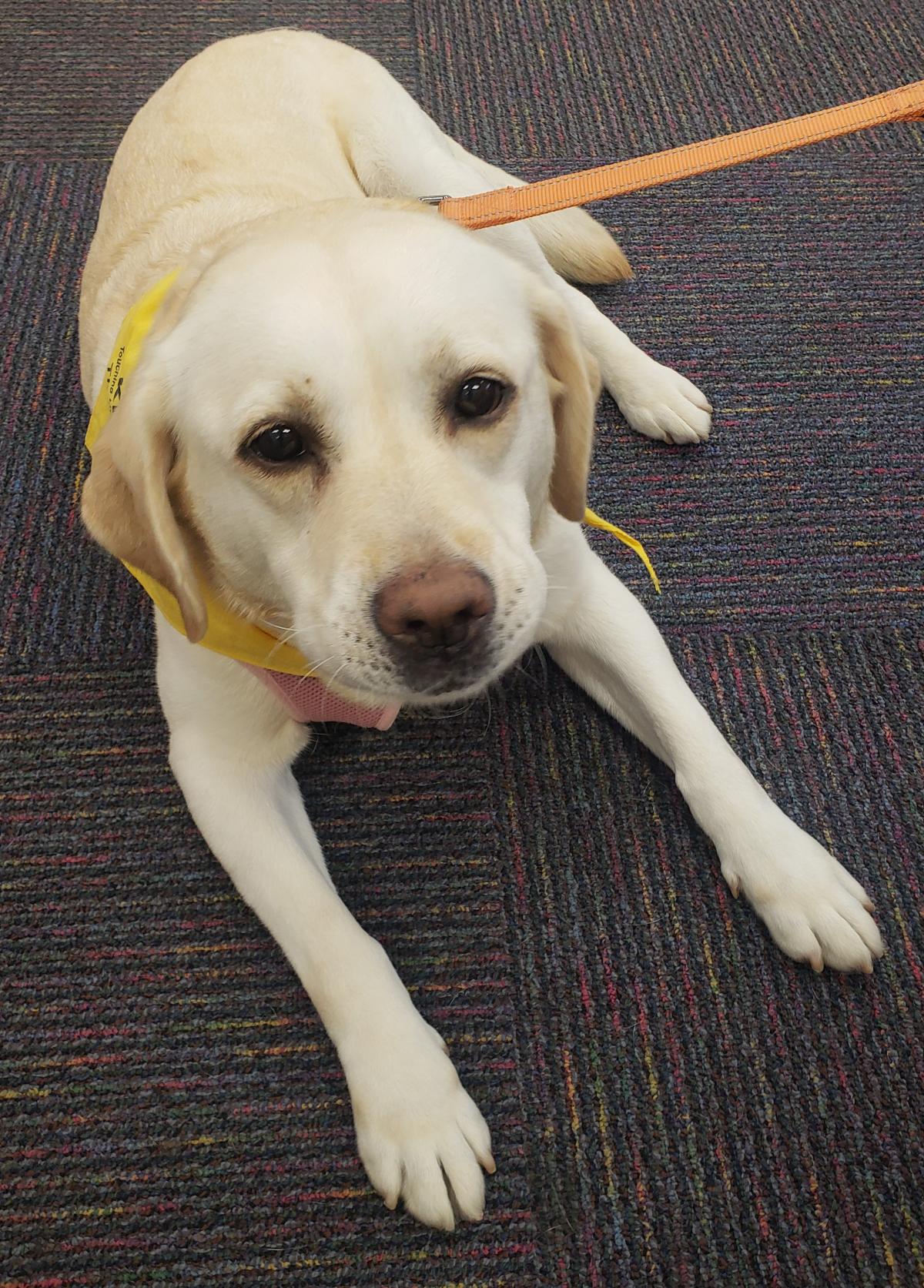 a yellow lab laying on the floor looking up at camera