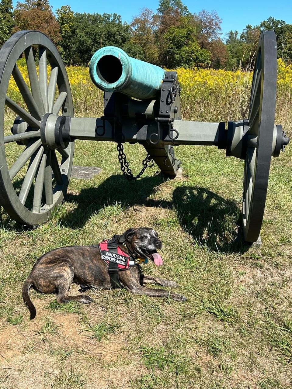 Photo dog dog with civil war cannon 