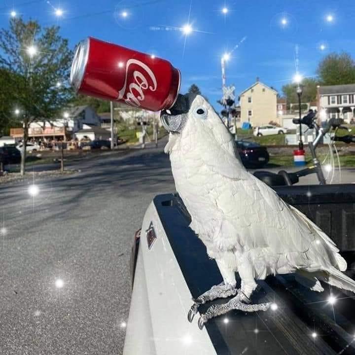 Photo of Maggie Bird drinking from a coco cola can. Maggie is white cockatoo