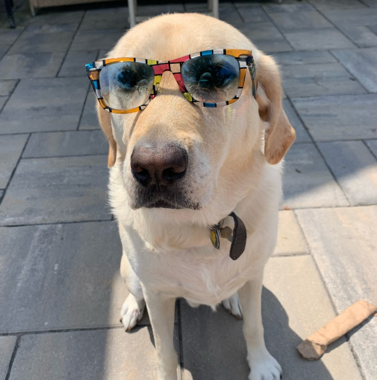 Dog in sunglasses.