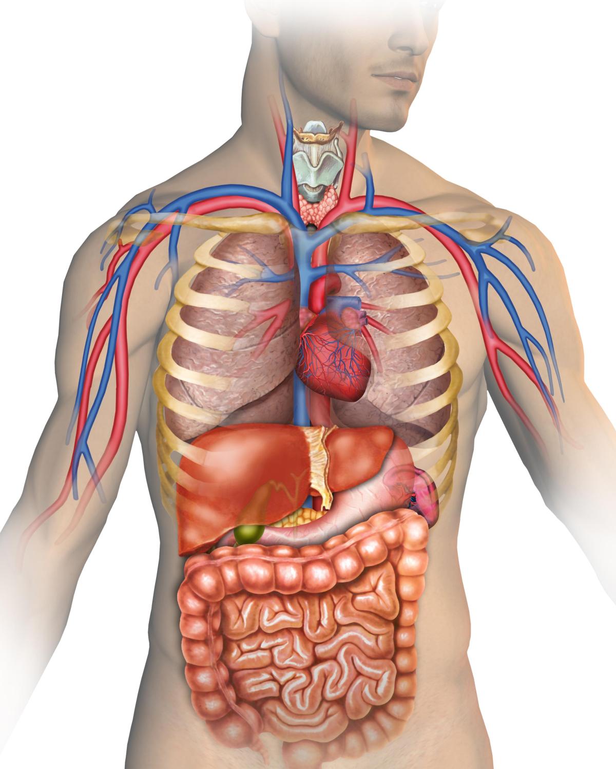 Illustration of human body with organs.