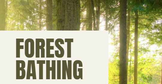 picture of trees with event title