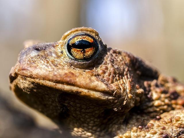 close up image of common toad