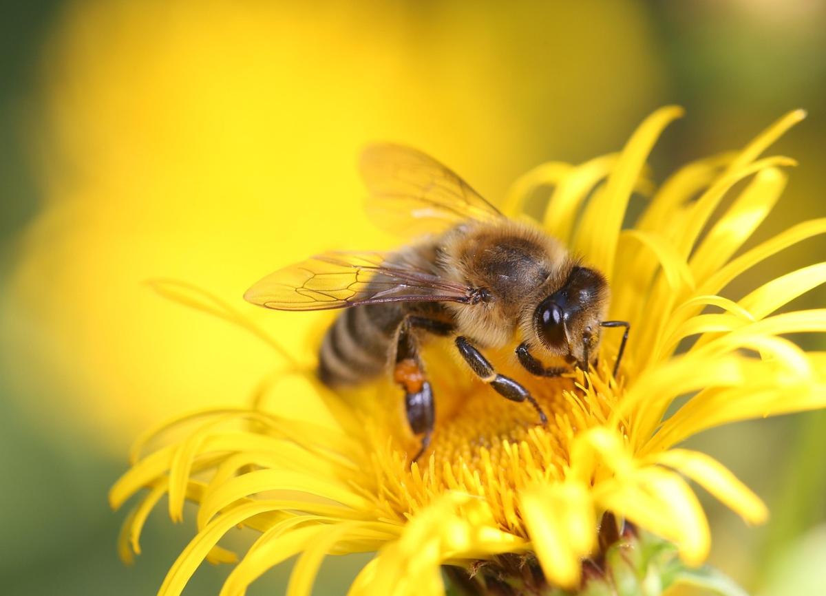 honey bee on a dandelion
